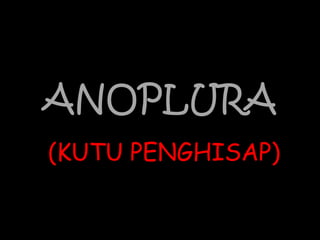 ANOPLURA
(KUTU PENGHISAP)
 