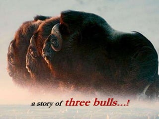 a story of three bulls…!
 