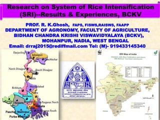 PROF. R. K.Ghosh, FAPS, FISWS,RAISWS, FAAPP
DEPARTMENT OF AGRONOMY, FACULTY OF AGRICULTURE,
BIDHAN CHANDRA KRISHI VISWAVIDYALAYA (BCKV),
MOHANPUR, NADIA, WEST BENGAL
Email: drraj2015@rediffmail.com Tel: (M)- 919433145340
Research on System of Rice Intensification
(SRI)--Results & Experiences, BCKV
 