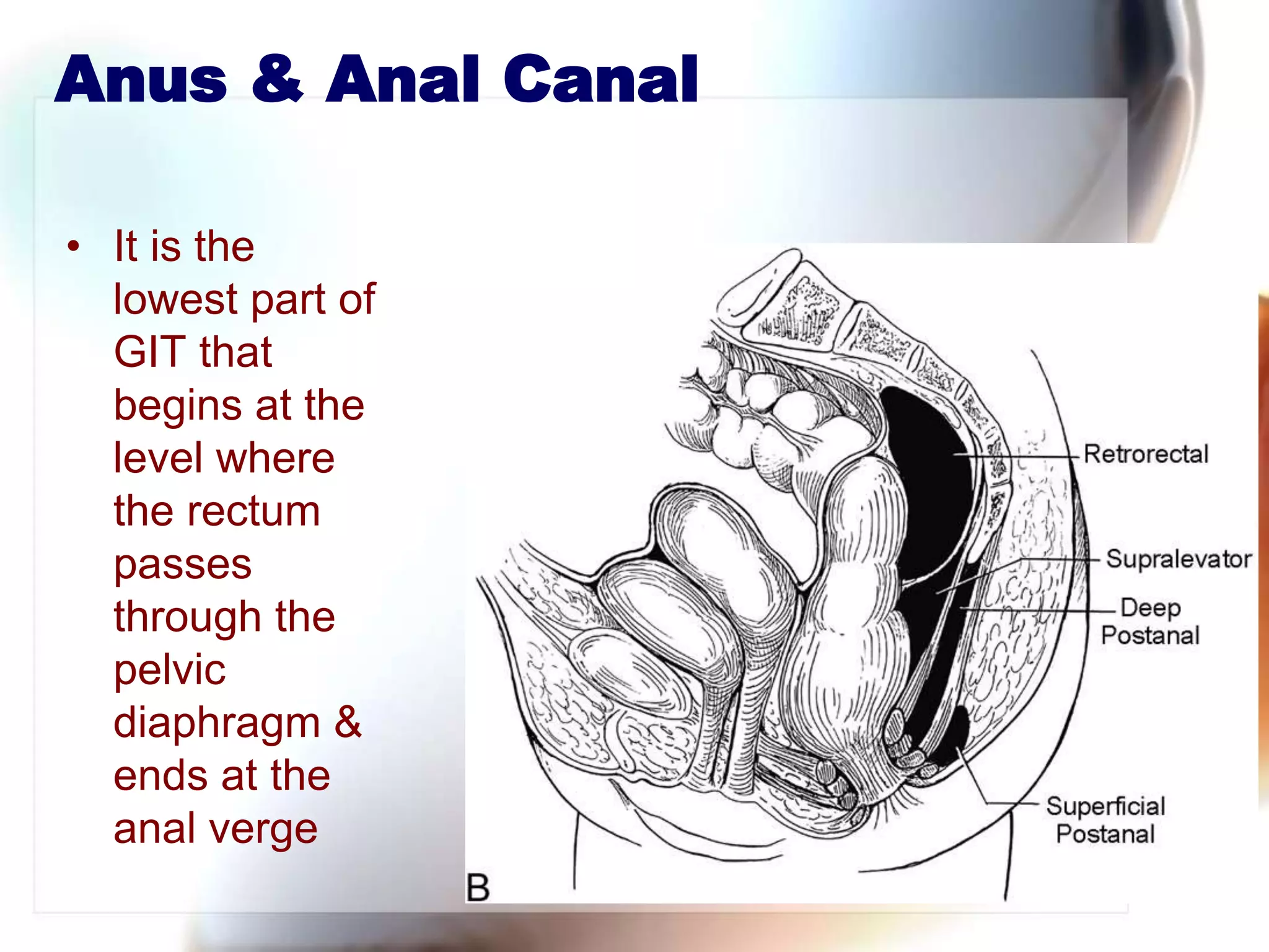 Ano Rectal Anatomy PPTX Ano Rectal Anatomy PPTX