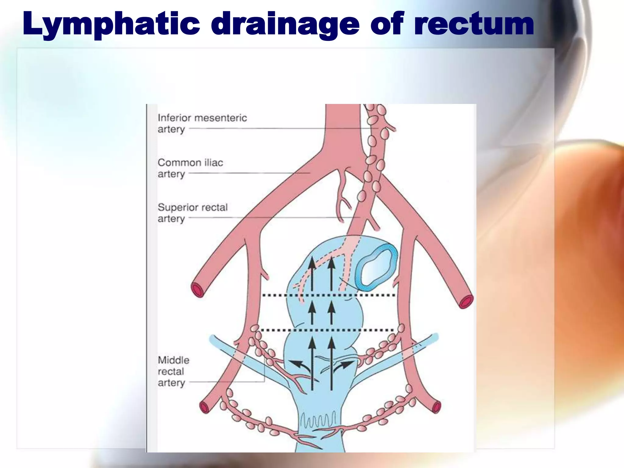 Ano Rectal Anatomy PPTX