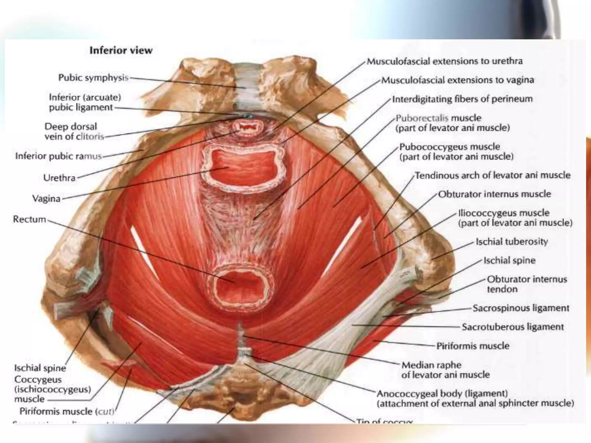 Ano rectal anatomy | PPTX