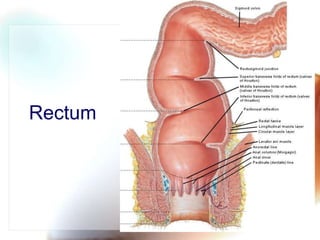 Ano rectal anatomy | PPTX
