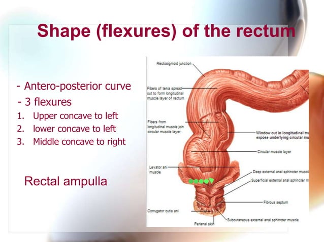 Ano rectal anatomy | PPTX | Obscenity and Profanity | Sensitive Topics