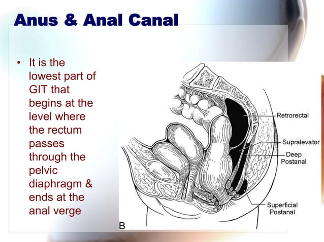 Ano rectal anatomy | PPTX | Obscenity and Profanity | Sensitive Topics