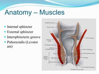 Anatomy – Muscles
 Internal sphincter
 External sphincter
 Intersphincteric groove
 Puborectalis (Levator
ani)
 