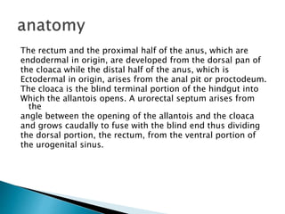 The rectum and the proximal half of the anus, which are
endodermal in origin, are developed from the dorsal pan of
the cloaca while the distal half of the anus, which is
Ectodermal in origin, arises from the anal pit or proctodeum.
The cloaca is the blind terminal portion of the hindgut into
Which the allantois opens. A urorectal septum arises from
the
angle between the opening of the allantois and the cloaca
and grows caudally to fuse with the blind end thus dividing
the dorsal portion, the rectum, from the ventral portion of
the urogenital sinus.
 