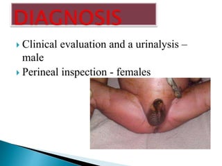  Clinical evaluation and a urinalysis –
male
 Perineal inspection - females
 