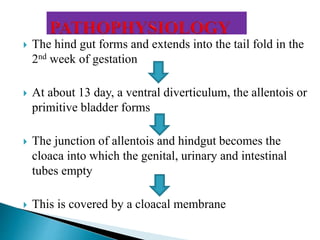  The hind gut forms and extends into the tail fold in the
2nd week of gestation
 At about 13 day, a ventral diverticulum, the allentois or
primitive bladder forms
 The junction of allentois and hindgut becomes the
cloaca into which the genital, urinary and intestinal
tubes empty
 This is covered by a cloacal membrane
 