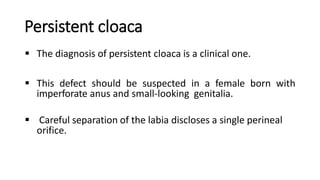 Persistent cloaca
 The diagnosis of persistent cloaca is a clinical one.
 This defect should be suspected in a female born with
imperforate anus and small-looking genitalia.
 Careful separation of the labia discloses a single perineal
orifice.
 