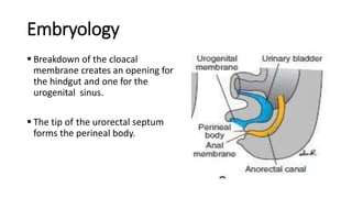 Embryology
 Breakdown of the cloacal
membrane creates an opening for
the hindgut and one for the
urogenital sinus.
 The tip of the urorectal septum
forms the perineal body.
 