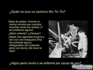 ¿Quién no tuvo un cachorro Rin Tin Tin?


Nada de pellets. Comían la
 misma comida que nosotros
 (muchas veces los restos) ¡Y
 sin problema alguno!
¿Baño caliente? ¿Champú?
¡Nada! Uno agarraba al perro y
 otro con una manguera (fría)
 iba echando agua y
 refregandolo con (créanlo)
 jabón (en barra) ¡De lavar la
 ropa!



¿Algún perro murió o se enfermó por causa de eso?
 