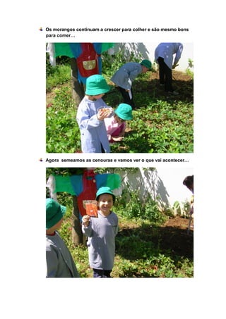 Os morangos continuam a crescer para colher e são mesmo bons
para comer…




Agora semeamos as cenouras e vamos ver o que vai acontecer…
 