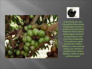 O branco tem seu valor.  A bioquímica Edna Amante, do laboratório de frutas e hortaliças da Universidade Federal de Santa Catarina, destaca alguns nutrientes da parte branca e mais consumida da jabuticaba. “É na polpa que a gente encontra ferro, fósforo, vitamina C e boas doses de niacina, uma vitamina do complexo B que facilita a digestão e ainda nos ajuda a eliminar toxinas”.  