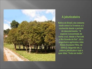 A jabuticabeira  Nativa do Brasil, ela costuma medir entre 6 e 9 metros e é conhecida desde o período do descobrimento. “A espécie é encontrada de norte a sul, desde o Pará até o Rio Grande do Sul”, diz o engenheiro agrônomo João Alexio Scarpare Filho, da ESALQ. Segundo ele, a palavra jabuticaba é tupi e quer dizer “fruto em botão”.    