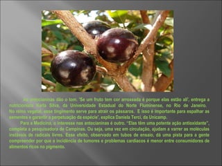 As antocianinas dão o tom. 'Se um fruto tem cor arroxeada é porque elas estão ali', entrega a nutricionista Karla Silva, da Universidade Estadual do Norte Fluminense, no Rio de Janeiro.  No reino vegetal, esse tingimento serve para atrair os pássaros.  E isso é importante para espalhar as sementes e garantir a perpetuação da espécie', explica Daniela Terci, da Unicamp.  Para a Medicina, o interesse nas antocianinas é outro. “Elas têm uma potente ação antioxidante”, completa a pesquisadora de Campinas. Ou seja, uma vez em circulação, ajudam a varrer as moléculas instáveis de radicais livres. Esse efeito, observado em tubos de ensaio, dá uma pista para a gente compreender por que a incidência de tumores e problemas cardíacos é menor entre consumidores de alimentos ricos no pigmento.  