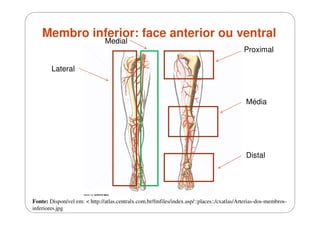 Membro inferior: face anterior ou ventral
Medial

Proximal

Lateral

Média

Distal

Fonte: Disponível em: < http://atlas.centralx.com.br/fmfiles/index.asp/::places::/cxatlas/Arterias-dos-membrosinferiores.jpg

 