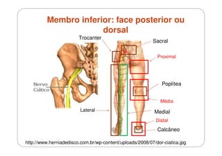 Membro inferior: face posterior ou
dorsal
Trocanter

Sacral
Proximal

Poplítea
Média
Lateral

Medial
Distal

Calcâneo
http://www.herniadedisco.com.br/wp-content/uploads/2008/07/dor-ciatica.jpg

 