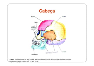 Cabeça

Fonte: Disponível em: < http://www.portalsaofrancisco.com.br/alfa/corpo-humano-sistemaesqueletico/php>.Acesso em: 14 dez. 2010.

 