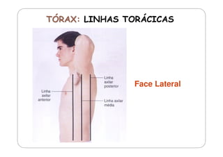 Face Lateral

 