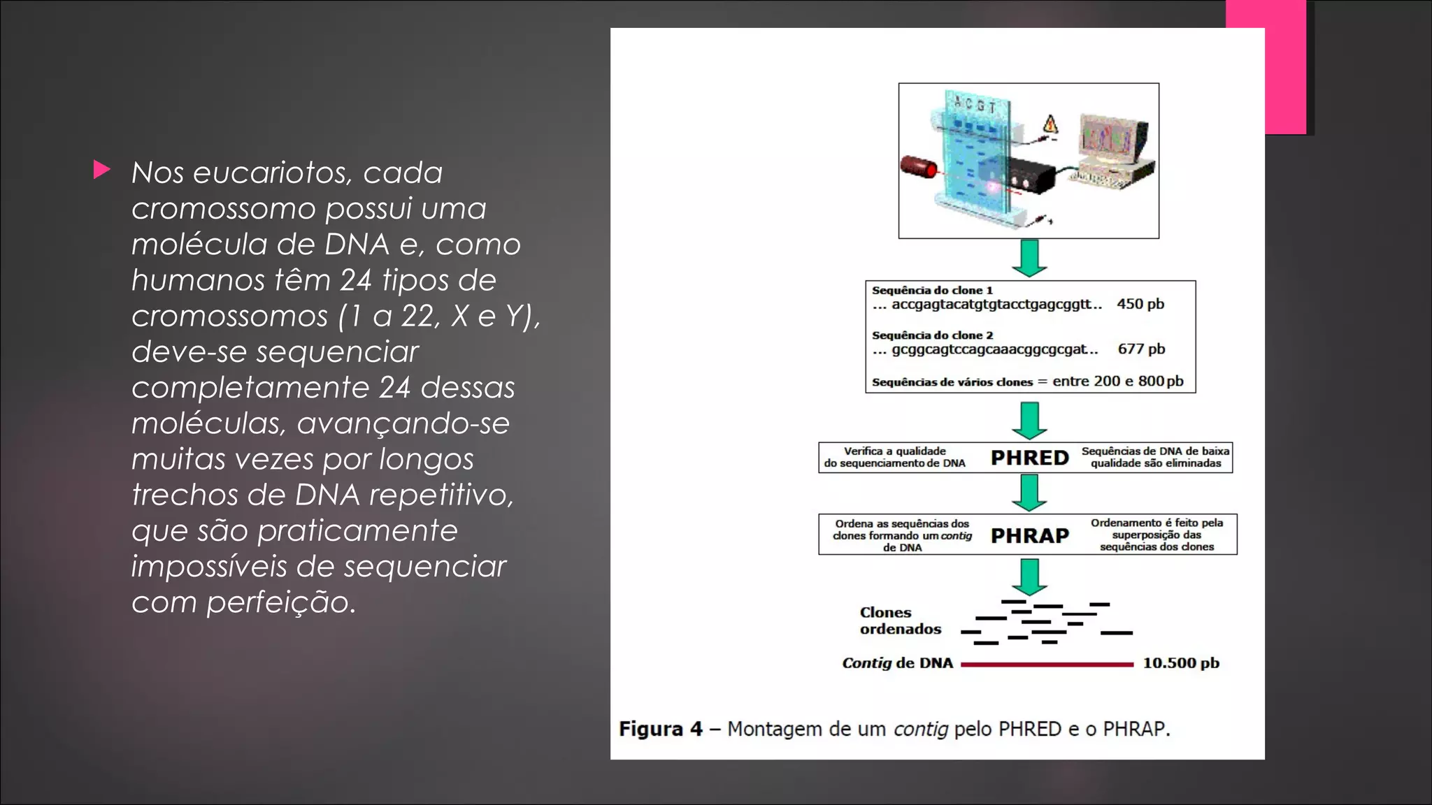  Nos eucariotos, cada
cromossomo possui uma
molécula de DNA e, como
humanos têm 24 tipos de
cromossomos (1 a 22, X e Y),
deve-se sequenciar
completamente 24 dessas
moléculas, avançando-se
muitas vezes por longos
trechos de DNA repetitivo,
que são praticamente
impossíveis de sequenciar
com perfeição.
 