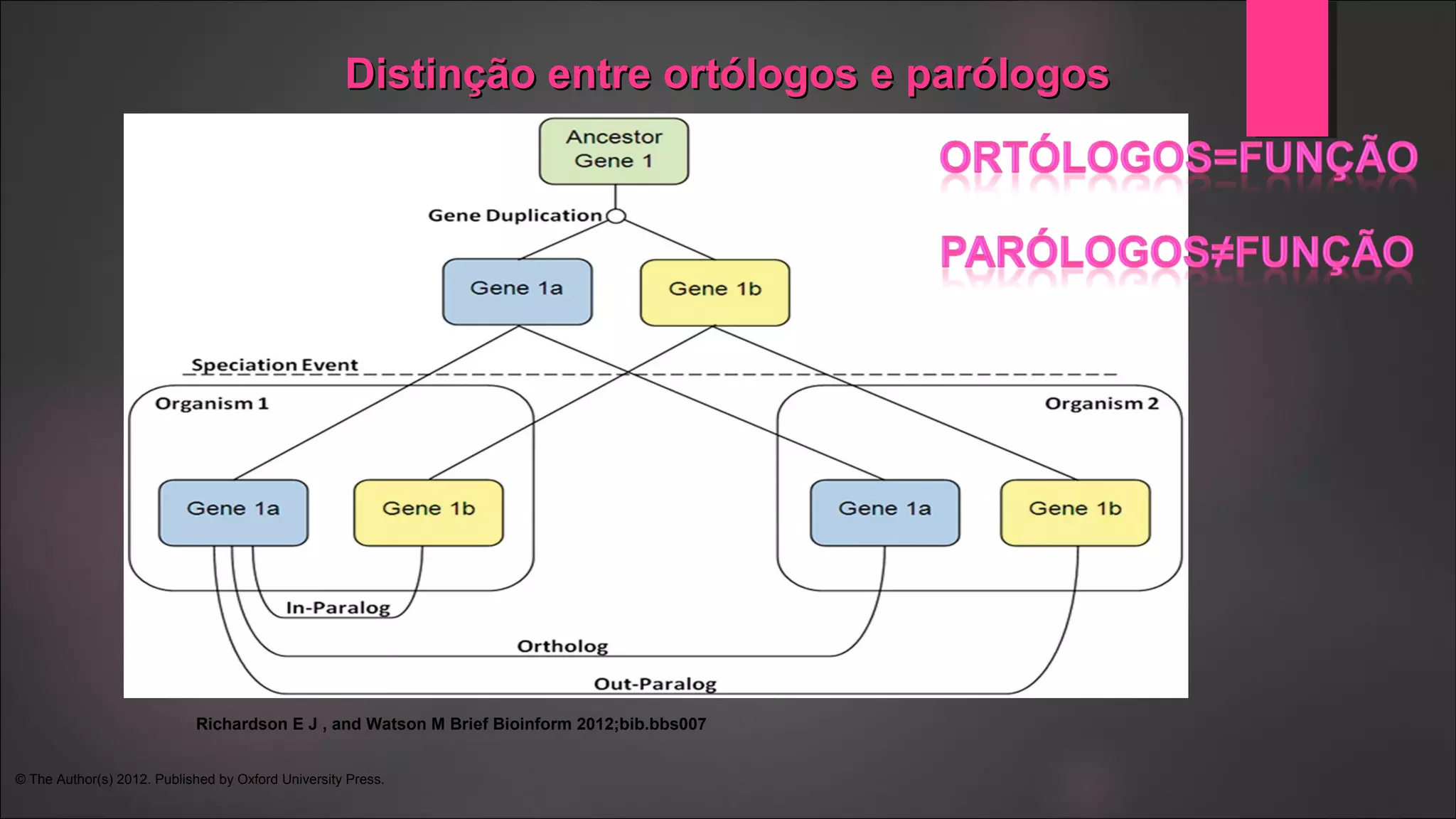 Distinção entre ortólogos e parólogosDistinção entre ortólogos e parólogos
Richardson E J , and Watson M Brief Bioinform 2012;bib.bbs007
© The Author(s) 2012. Published by Oxford University Press.
 