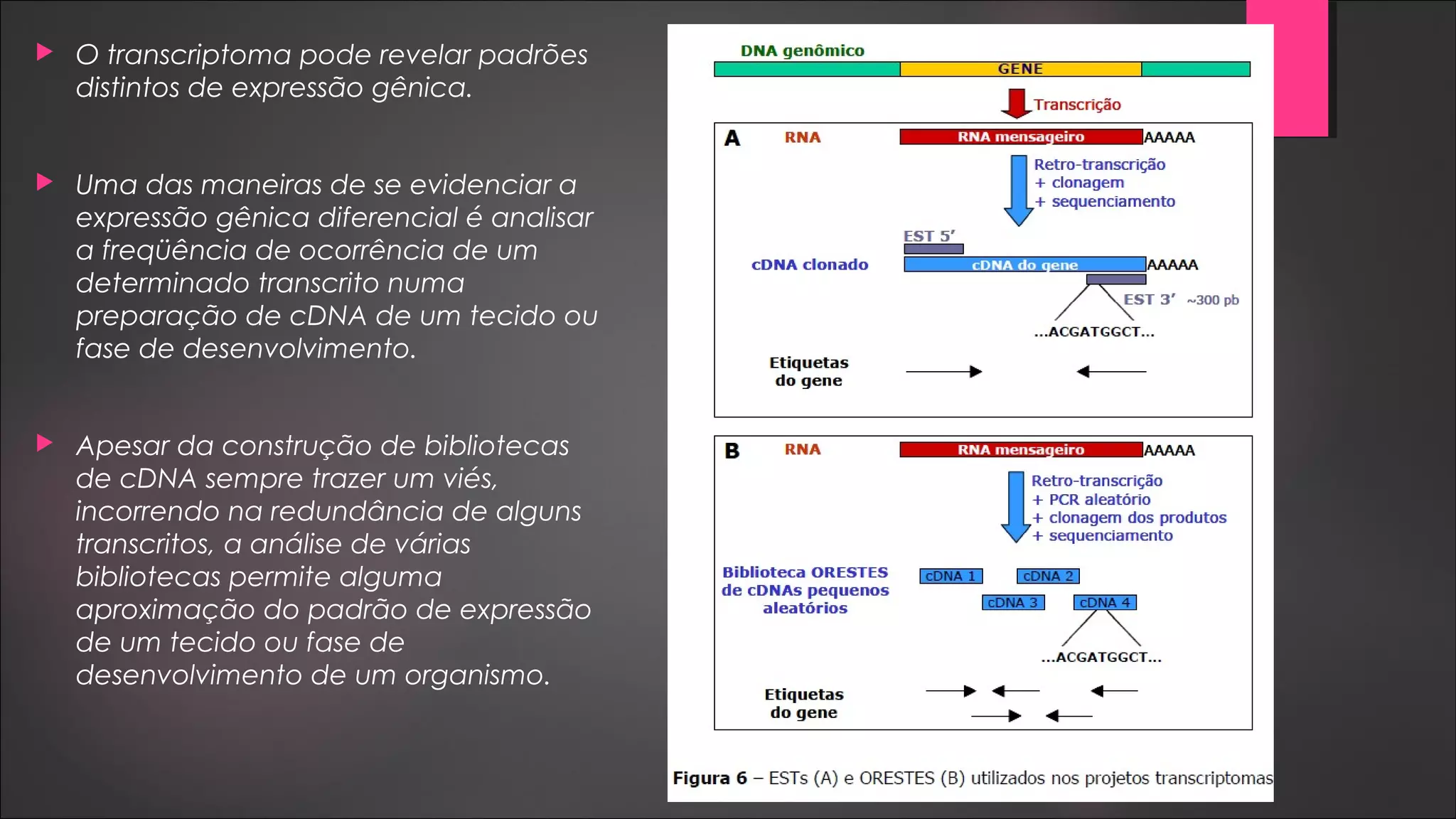  O transcriptoma pode revelar padrões
distintos de expressão gênica.
 Uma das maneiras de se evidenciar a
expressão gênica diferencial é analisar
a freqüência de ocorrência de um
determinado transcrito numa
preparação de cDNA de um tecido ou
fase de desenvolvimento.
 Apesar da construção de bibliotecas
de cDNA sempre trazer um viés,
incorrendo na redundância de alguns
transcritos, a análise de várias
bibliotecas permite alguma
aproximação do padrão de expressão
de um tecido ou fase de
desenvolvimento de um organismo.
 