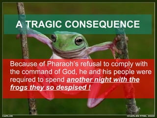 A TRAGIC CONSEQUENCE   Because of Pharaoh’s refusal to comply with the command of God, he and his people were required to spend  another night with the frogs they so despised ! 
