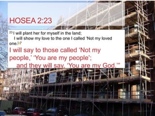 HOSEA 2:23
23 I
   will plant her for myself in the land;
  I will show my love to the one I called „Not my loved
one.[a]‟
I will say to those called „Not my
people,‟ „You are my people‟;
   and they will say, „You are my God.‟”
 