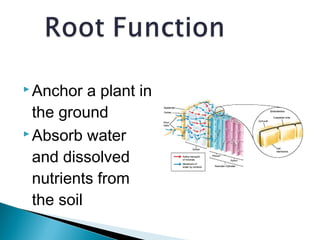 Anotomy of root and stem | PPT