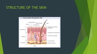 Understanding Skin Strcture Skin Anatomy: A Detailed Guide to Layers, Structure, and Functions