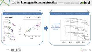 OS16
Time to most
recent common
ancestor
Phylogenetic reconstruction
Date
GeneticDistance
Tree of FMD A
Pathogen sequences...