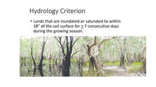 Hydric Soil Criterion
• Soils, recognizable by their color, physical
structure, and chemical characteristics, that have
de...