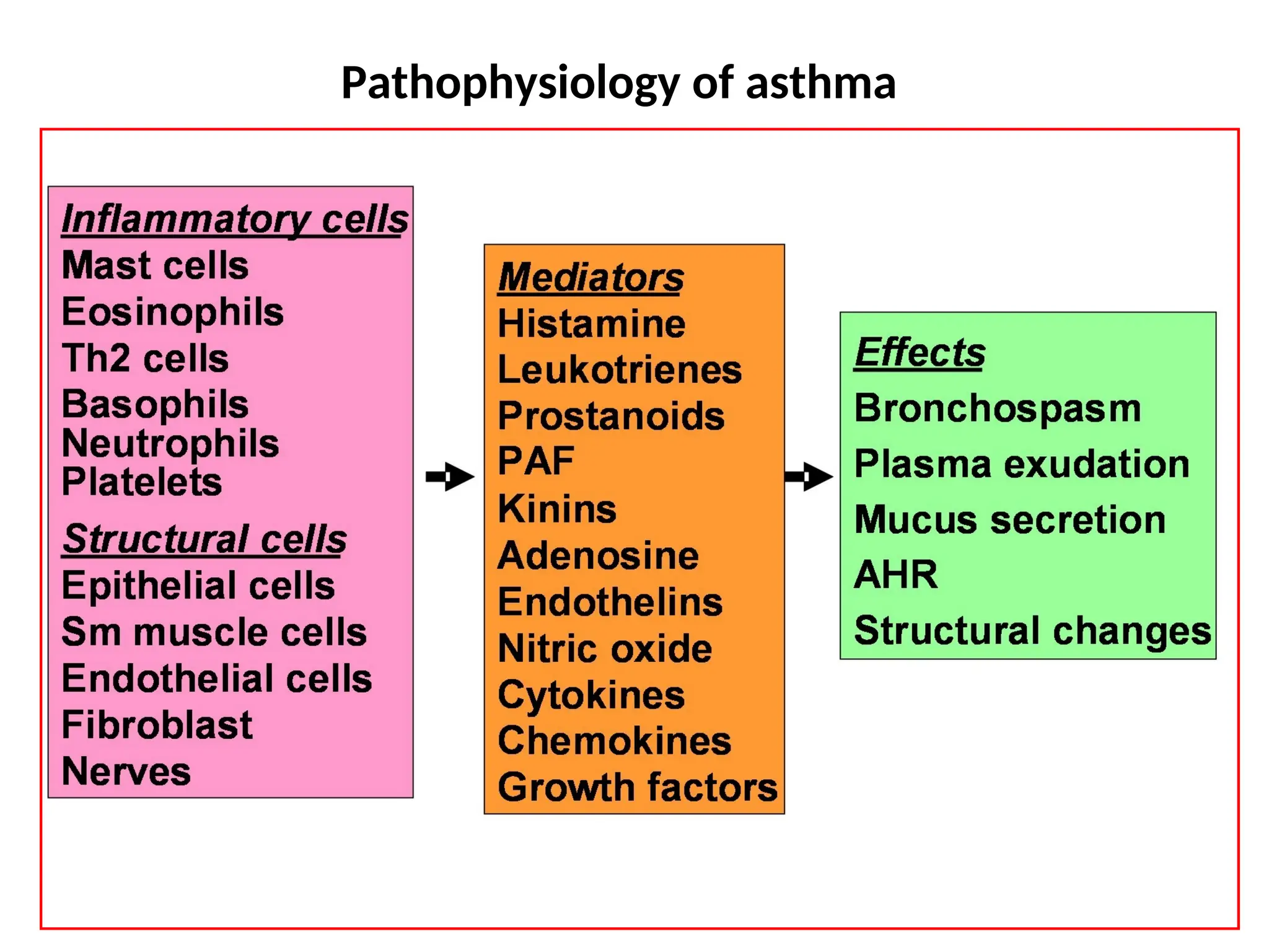 Pathophysiology of asthma
 