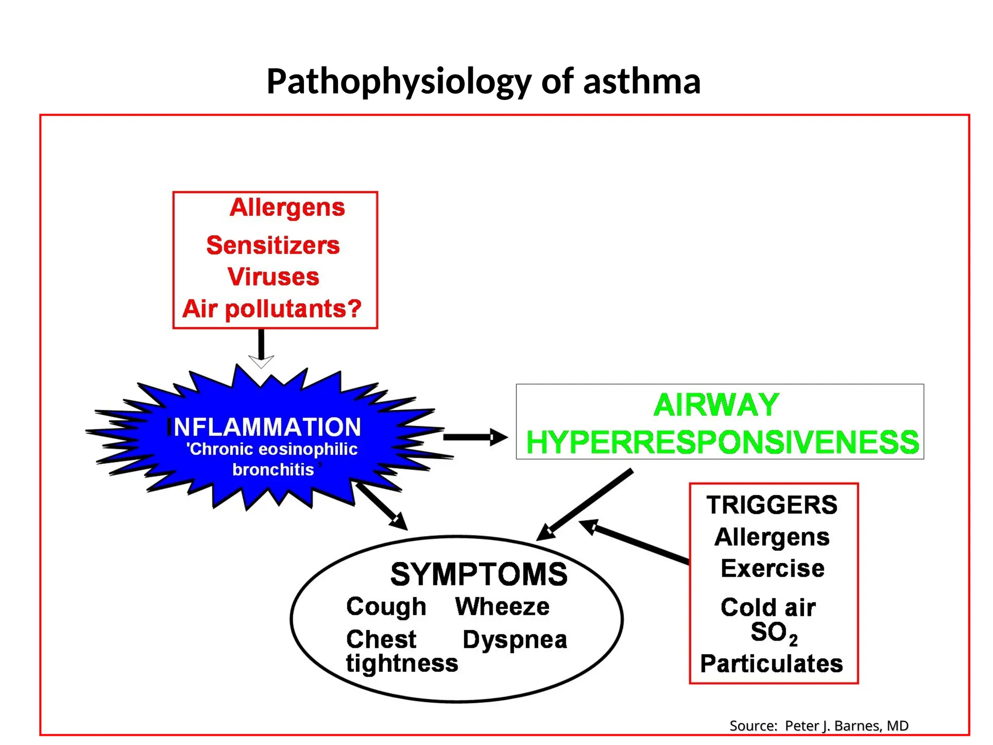 Source: Peter J. Barnes, MD
Source: Peter J. Barnes, MD
Pathophysiology of asthma
 