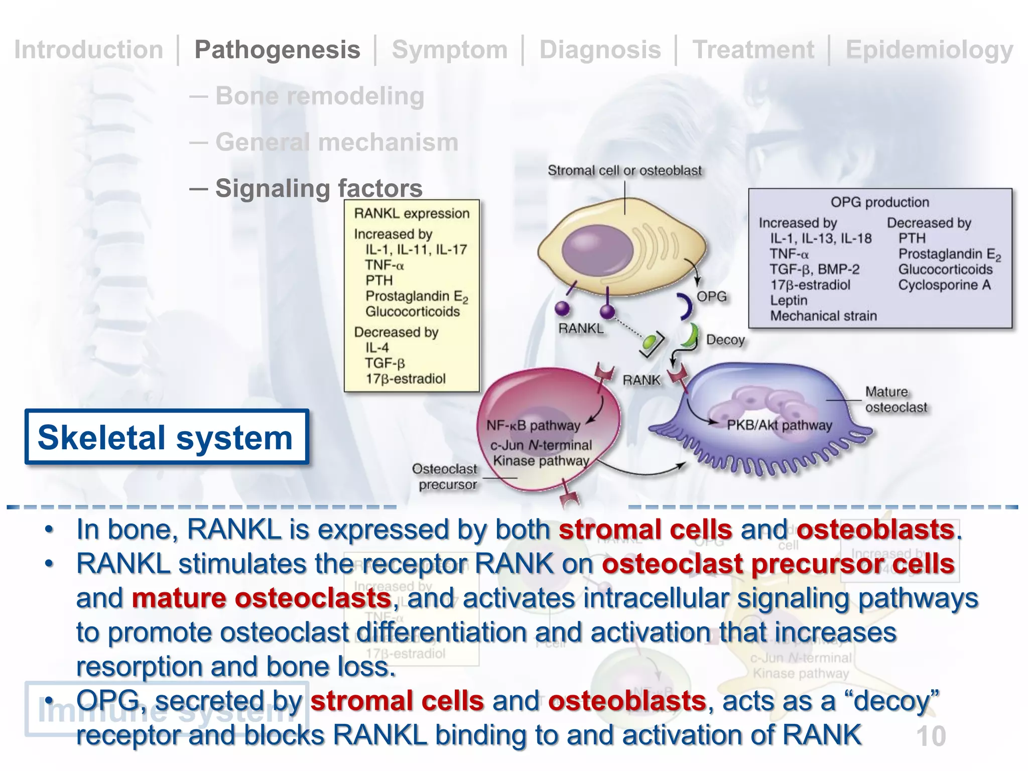 An overview of osteoporosis | PDF