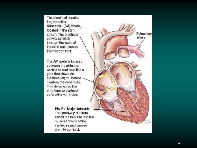 An Overview Of Paediatric Ecg