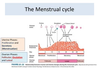 Anovulation, conditions of the ovary | PPTX