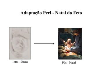 Adaptação Peri - Natal do Feto
Intra –Útero Pós - Natal
 