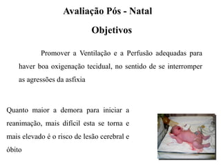 Objetivos
Avaliação Pós - Natal
Quanto maior a demora para iniciar a
reanimação, mais difícil esta se torna e
mais elevado é o risco de lesão cerebral e
óbito
Promover a Ventilação e a Perfusão adequadas para
haver boa oxigenação tecidual, no sentido de se interromper
as agressões da asfixia
 