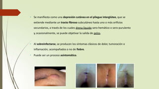 • Se manifiesta como una depresión cutánea en el pliegue interglúteo, que se
extiende mediante un tracto fibroso subcutáneo hasta uno o más orificios
secundarios, a través de los cuales drena líquido sero-hemático o sero-purulento
y, ocasionalmente, se puede objetivar la salida de pelos.
• Al sobreinfectarse, se producen los síntomas clásicos de dolor, tumoración e
inflamación; acompañados o no de fiebre.
• Puede ser un proceso asintomático.
 