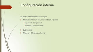 Configuración interna
La pared esta formada por 3 capas:
🠶 Muscular (Musculo liso, dispuesto en 2 planos
🠶 Superficial - Longitudinal
🠶 Profundo – Fibras circulares
🠶 Submucosa
🠶 Mucosa – Cilíndrica columnar
 