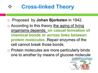  Cross-linked Theory
 Proposed by Johan Bjorksten in 1942.
 According to this theory the aging of living
organisms depends on casual formation of
chemical bonds or across links between
protein molecules .Repair enzymes of the
cell cannot break those bonds.
 Protein molecules are more particularly binds
one to another by means of glucose molecule
 