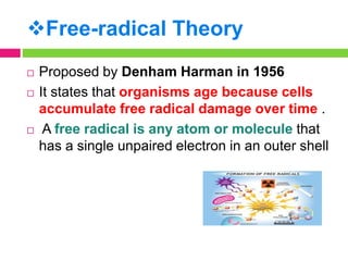 Free-radical Theory
 Proposed by Denham Harman in 1956
 It states that organisms age because cells
accumulate free radical damage over time .
 A free radical is any atom or molecule that
has a single unpaired electron in an outer shell
 