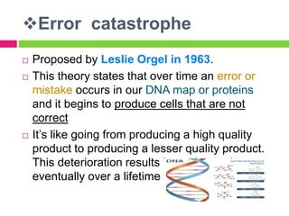 Error catastrophe
 Proposed by Leslie Orgel in 1963.
 This theory states that over time an error or
mistake occurs in our DNA map or proteins
and it begins to produce cells that are not
correct
 It’s like going from producing a high quality
product to producing a lesser quality product.
This deterioration results in ageing and
eventually over a lifetime &death .
 