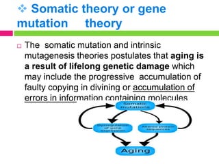  Somatic theory or gene
mutation theory
 The somatic mutation and intrinsic
mutagenesis theories postulates that aging is
a result of lifelong genetic damage which
may include the progressive accumulation of
faulty copying in divining or accumulation of
errors in information containing molecules
 