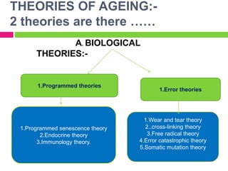 THEORIES OF AGEING:-
2 theories are there ……
1.Programmed theories
1.Error theories
1.Programmed senescence theory
2.Endocrine theory
3.Immunology theory.
1.Wear and tear theory
2..cross-linking theory
3.Free radical theory
4.Error catastrophic theory
5.Somatic mutation theory
A. BIOLOGICAL
THEORIES:-
 