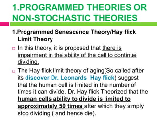 1.PROGRAMMED THEORIES OR
NON-STOCHASTIC THEORIES
1.Programmed Senescence Theory/Hay flick
Limit Theory
 In this theory, it is proposed that there is
impairment in the ability of the cell to continue
dividing.
 The Hay flick limit theory of aging(So called after
its discover Dr. Leonards Hay flick) suggest
that the human cell is limited in the number of
times it can divide. Dr. Hay flick Theorized that the
human cells ability to divide is limited to
approximately 50 times after which they simply
stop dividing ( and hence die).
 