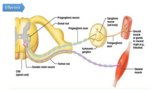 Autonomic Nervous system-1 (Ans1)