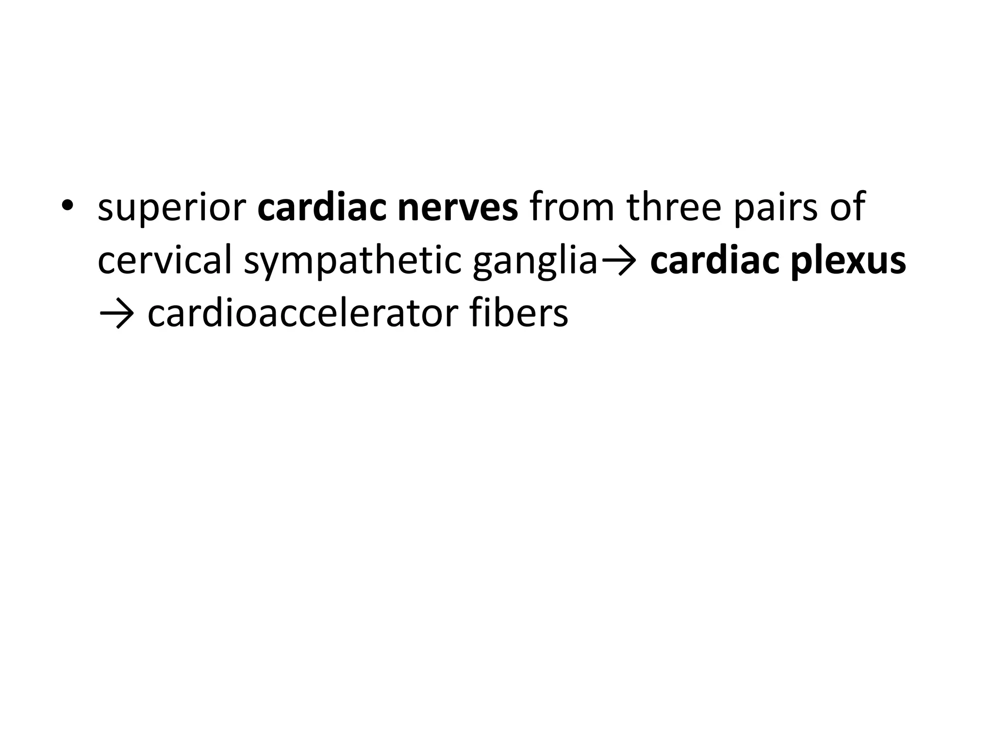 • superior cardiac nerves from three pairs of
  cervical sympathetic ganglia→ cardiac plexus
  → cardioaccelerator fibers
 